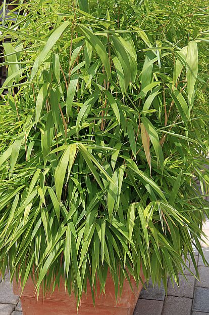 bambus nadoba