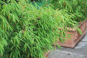 bambusy nadoba