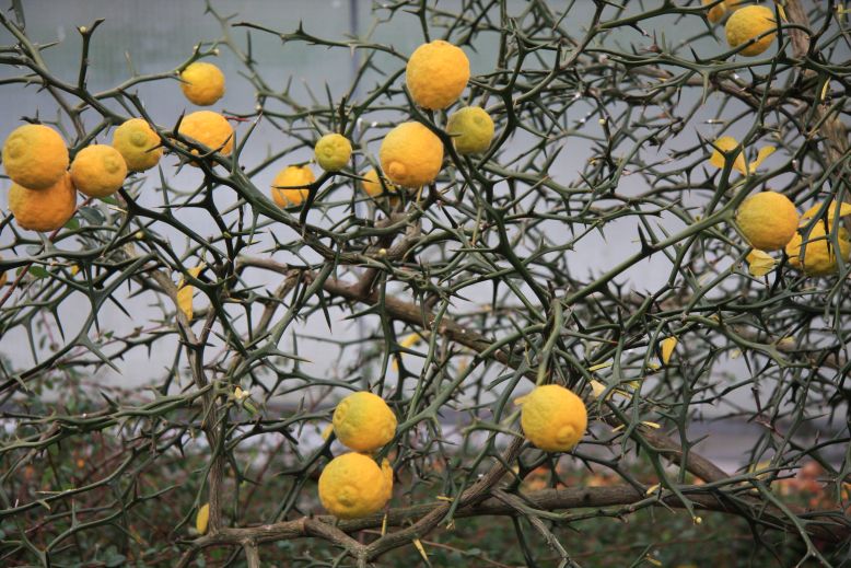 citrony velky perex