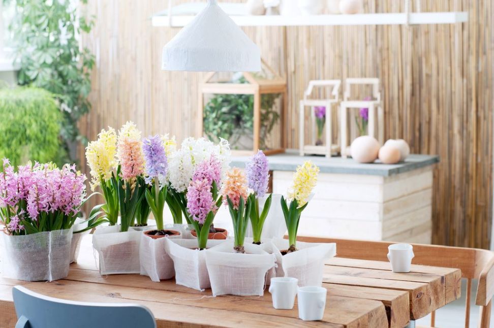Hyacinty 2025