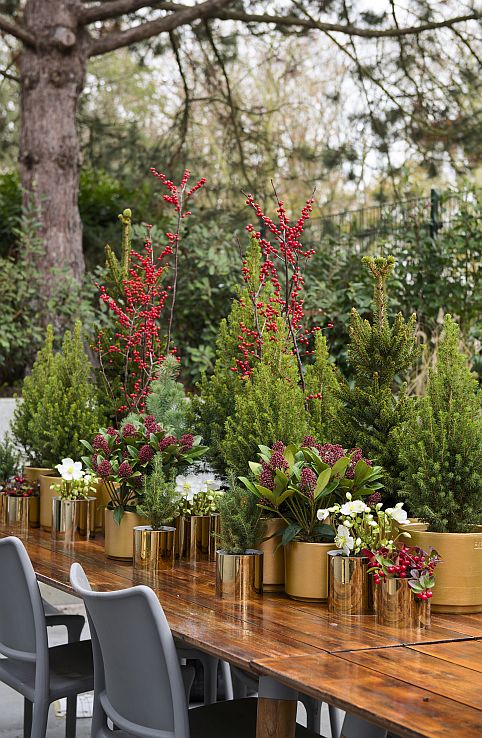 T12 PICEA ABIES 2019 3 MED