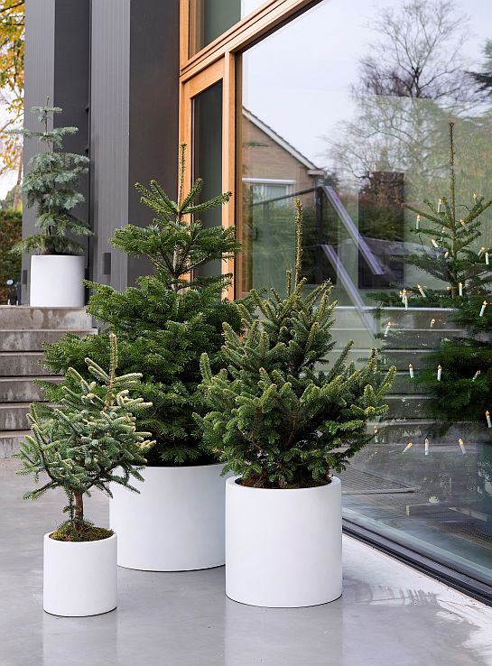 T12 picea 2019 6 MED orez