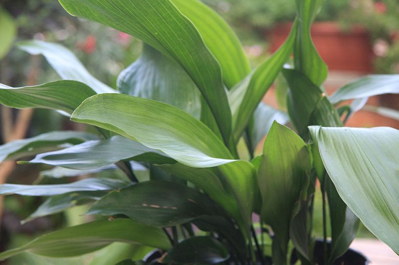 aspidistra