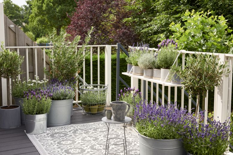 balkon levandula velky perex
