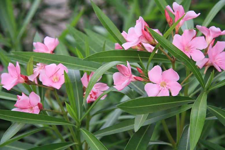 bazen oleander
