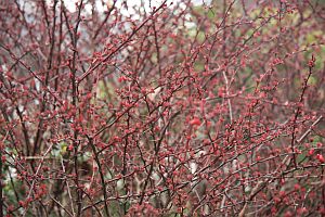 berberis