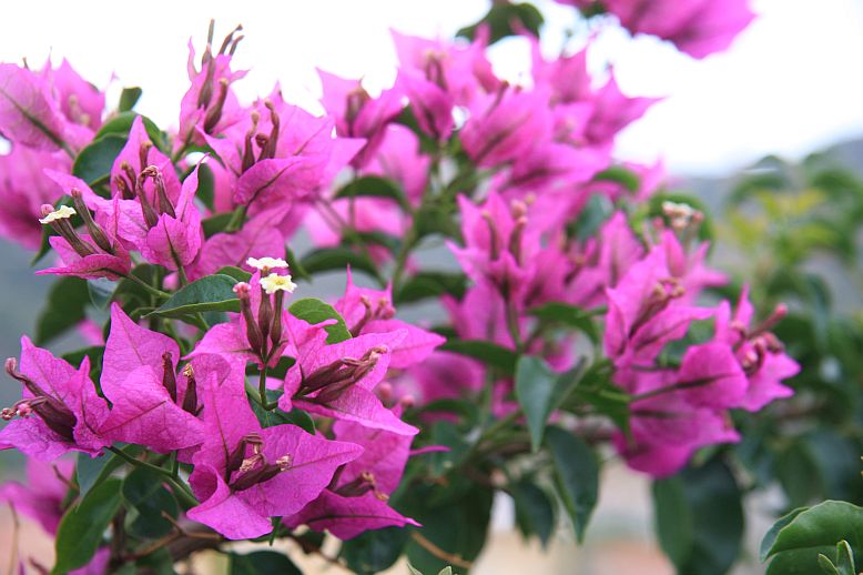 bugenvilea