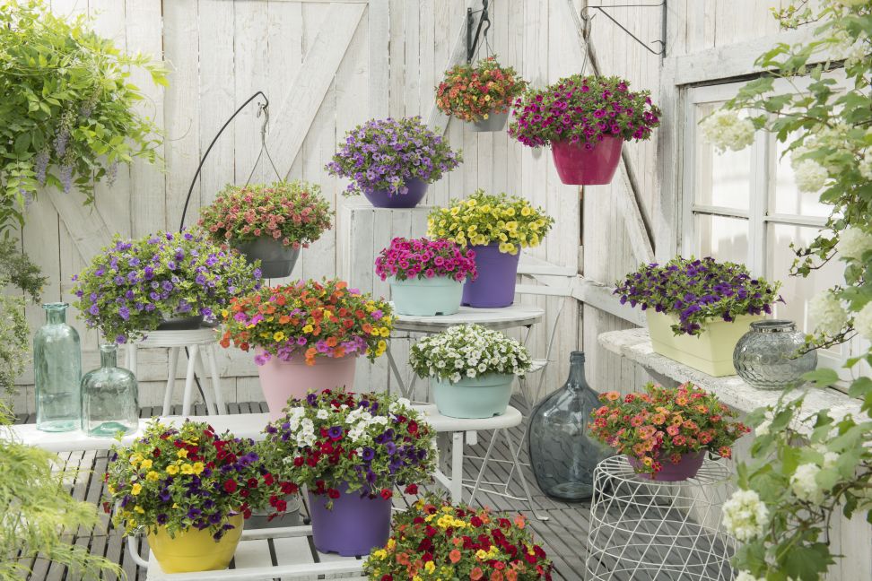 calibrachoa1