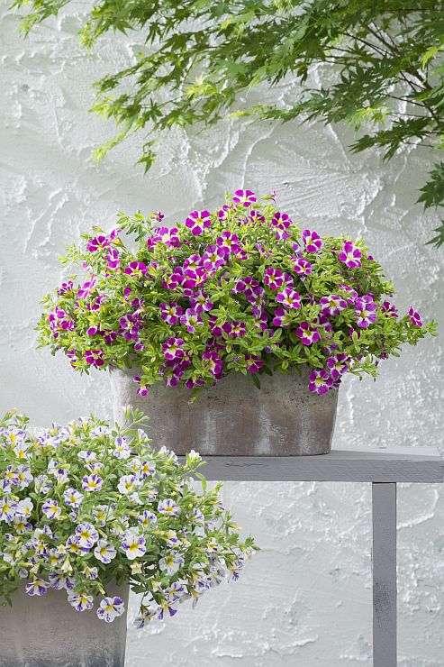 calibrachoa 1