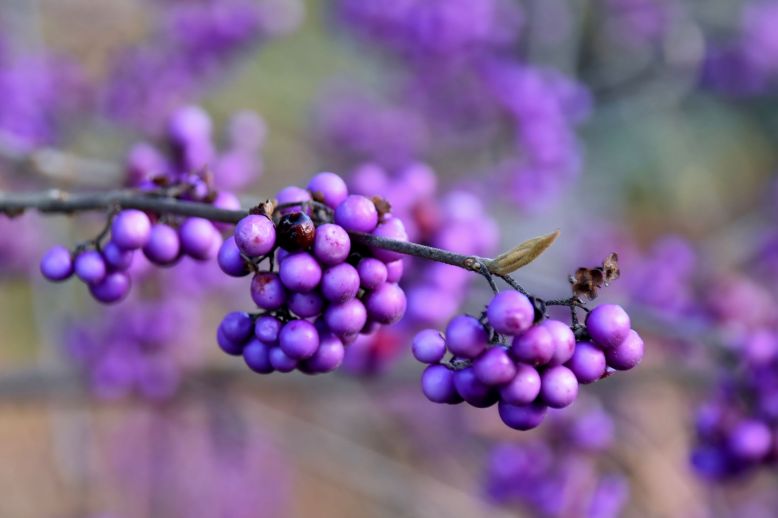 calicarpa