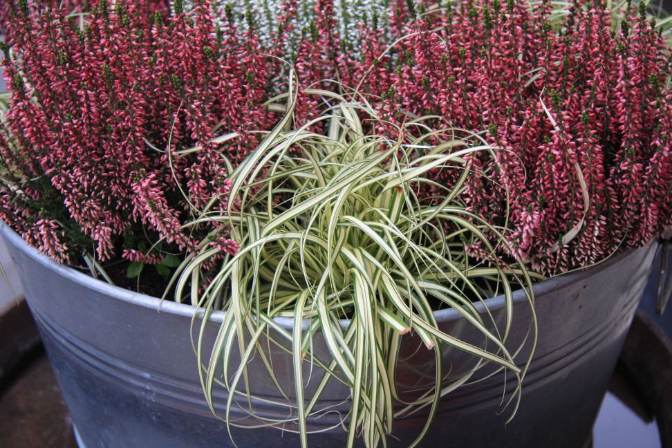 carex vresy