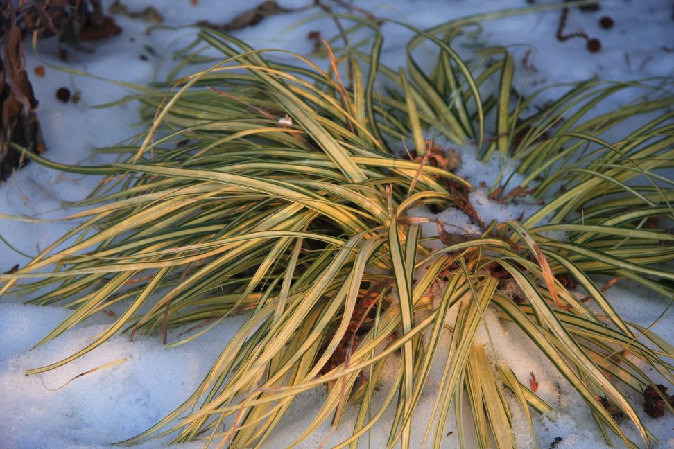 carex zima