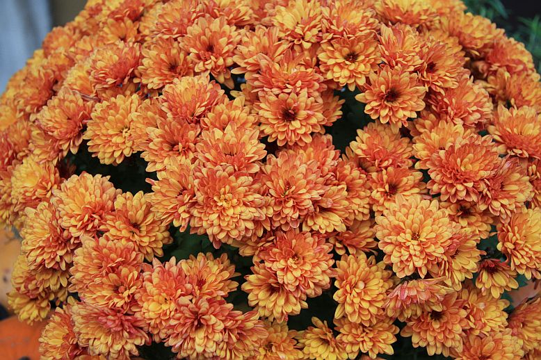 chryza3
