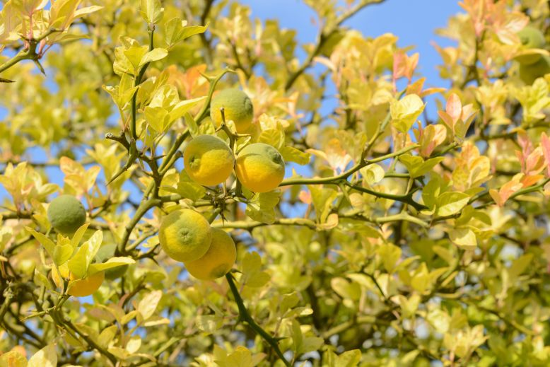 citronovnikovec1