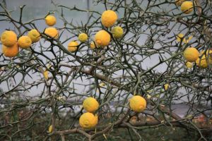 citrony maly perex