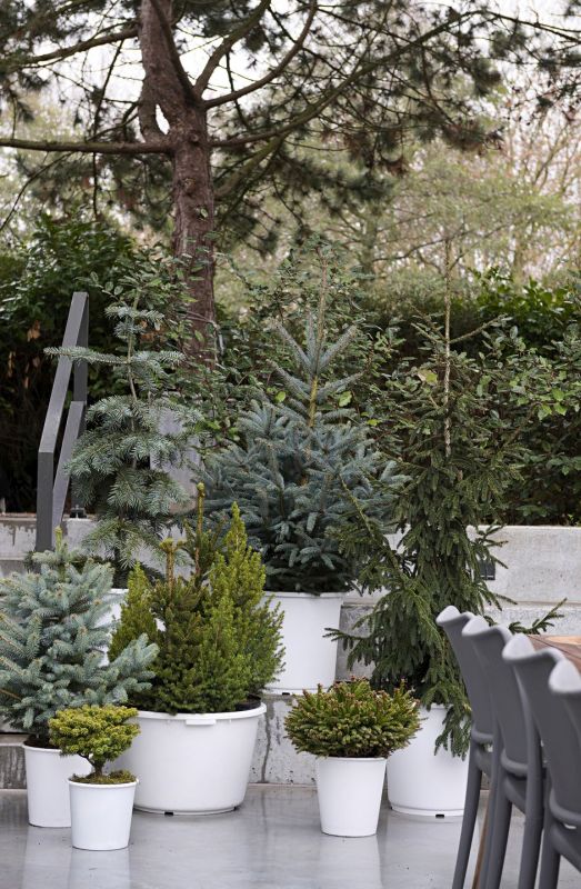 02 t12 picea abies 2019 2 med 0