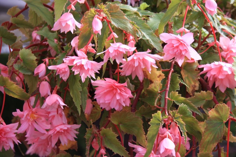 begonia