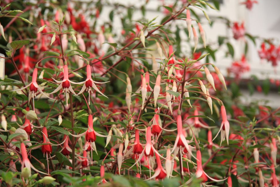 fuksia