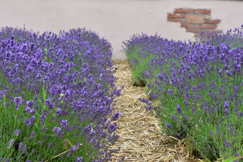 levandula ma