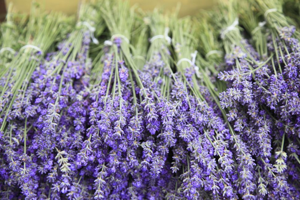 levandula2