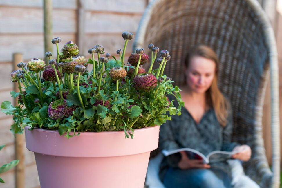 ranunculus25 tit