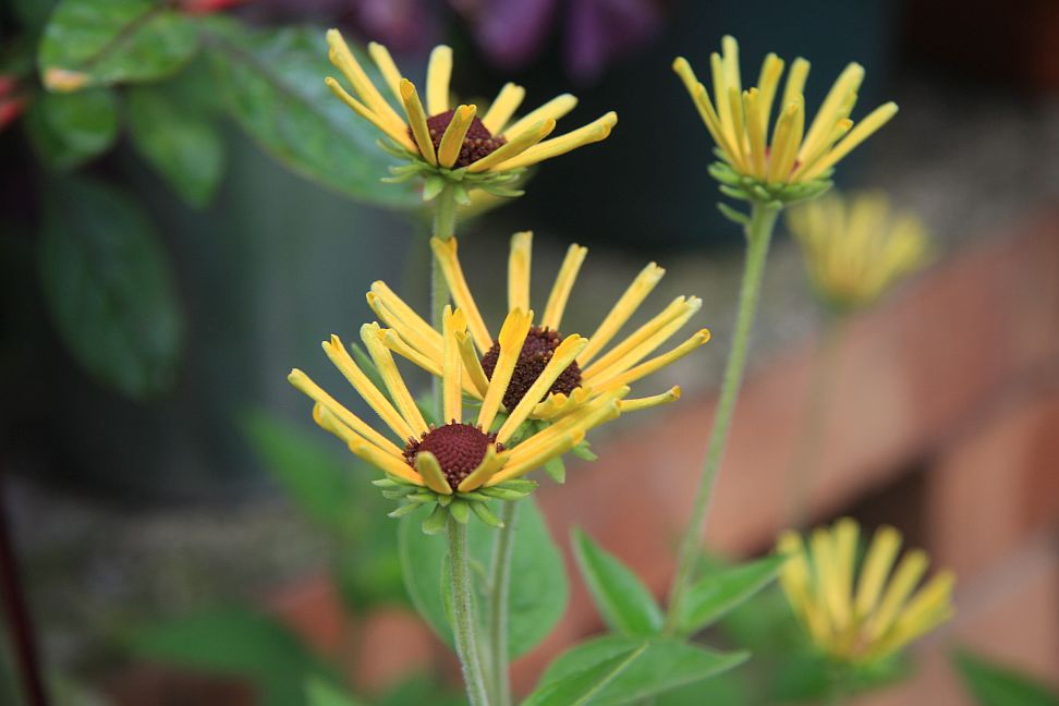 rudbekie