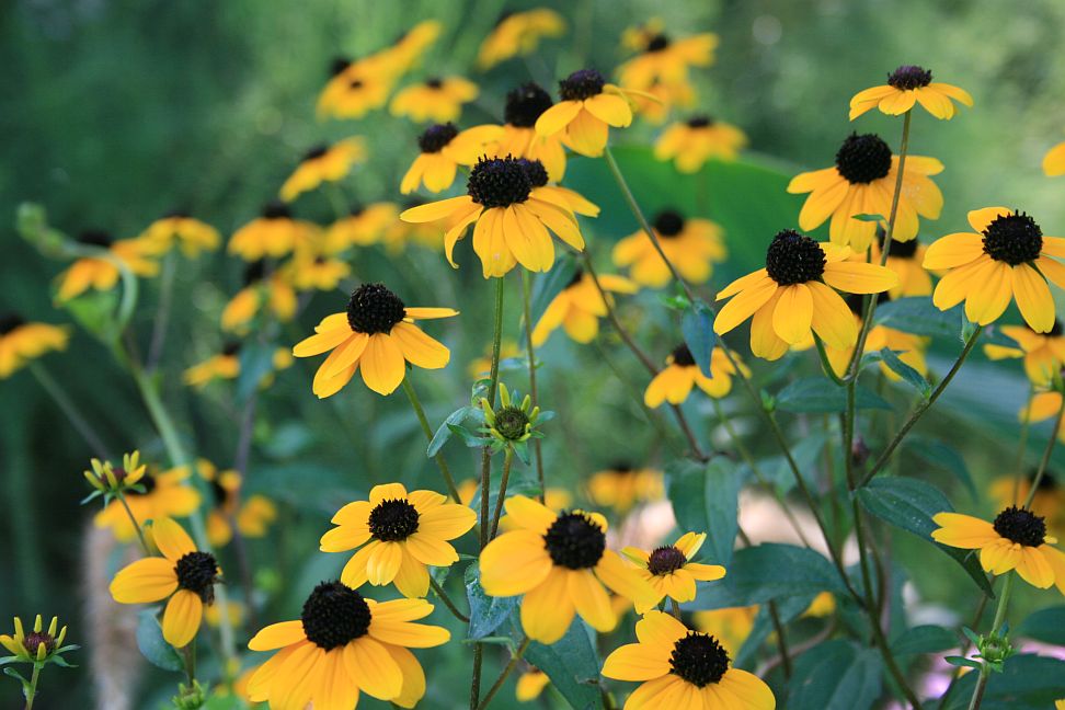 rudbekie