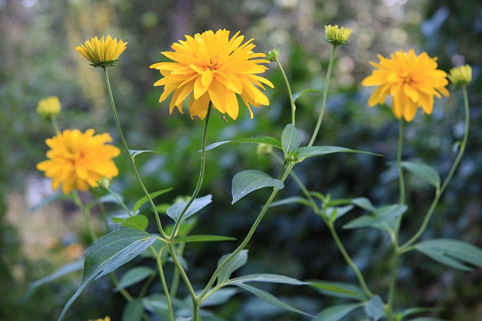 rudbekie