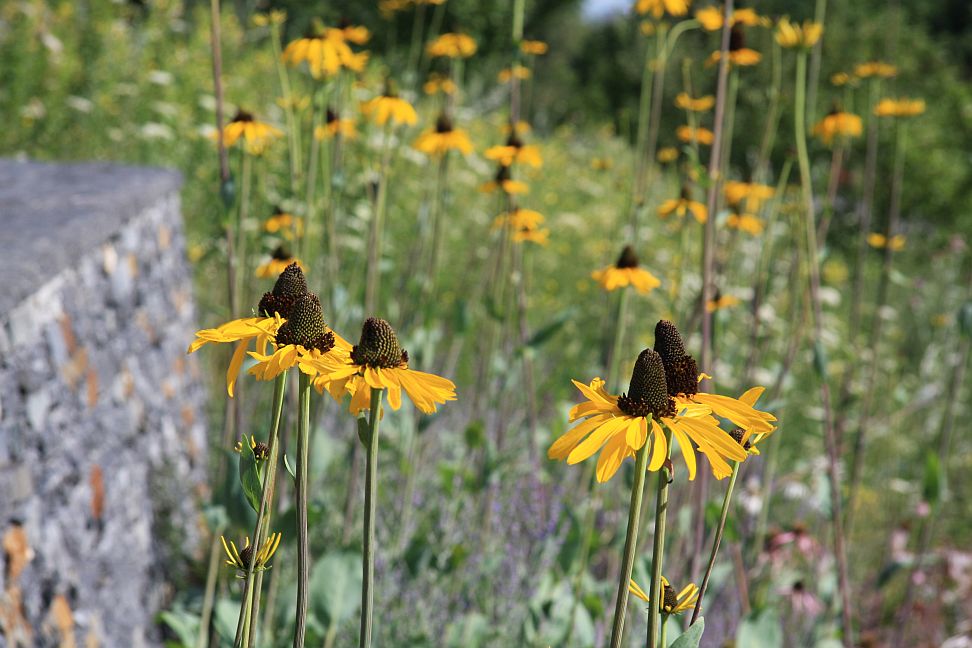 rudbekie