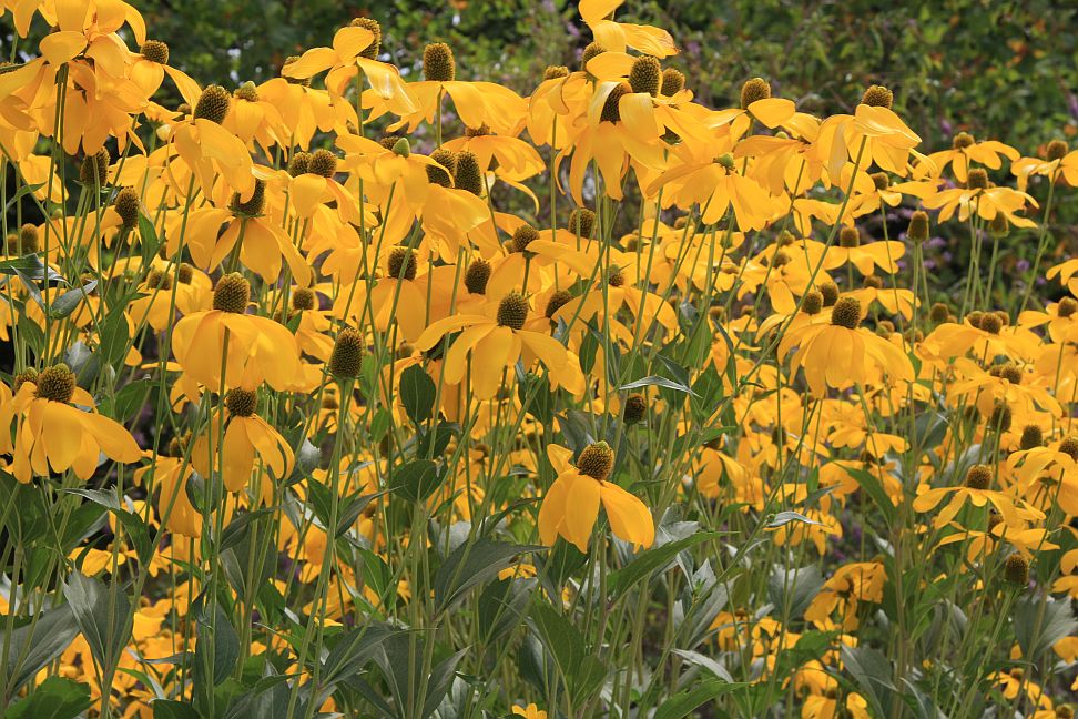 rudbekie