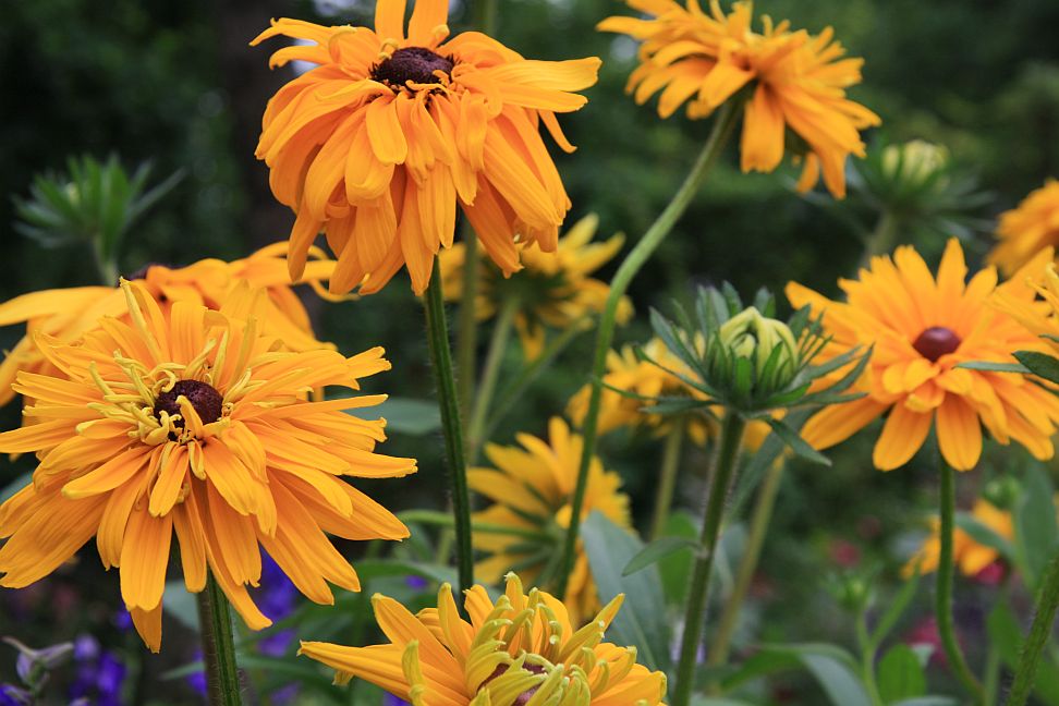 rudbekie 7