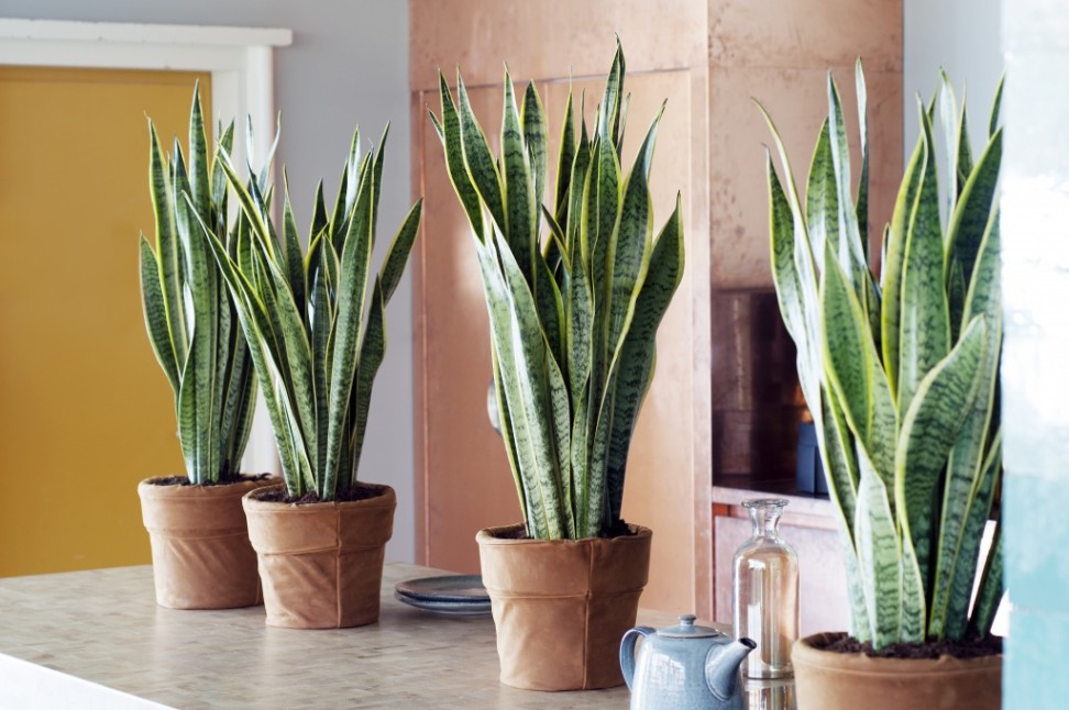 sansevieria1