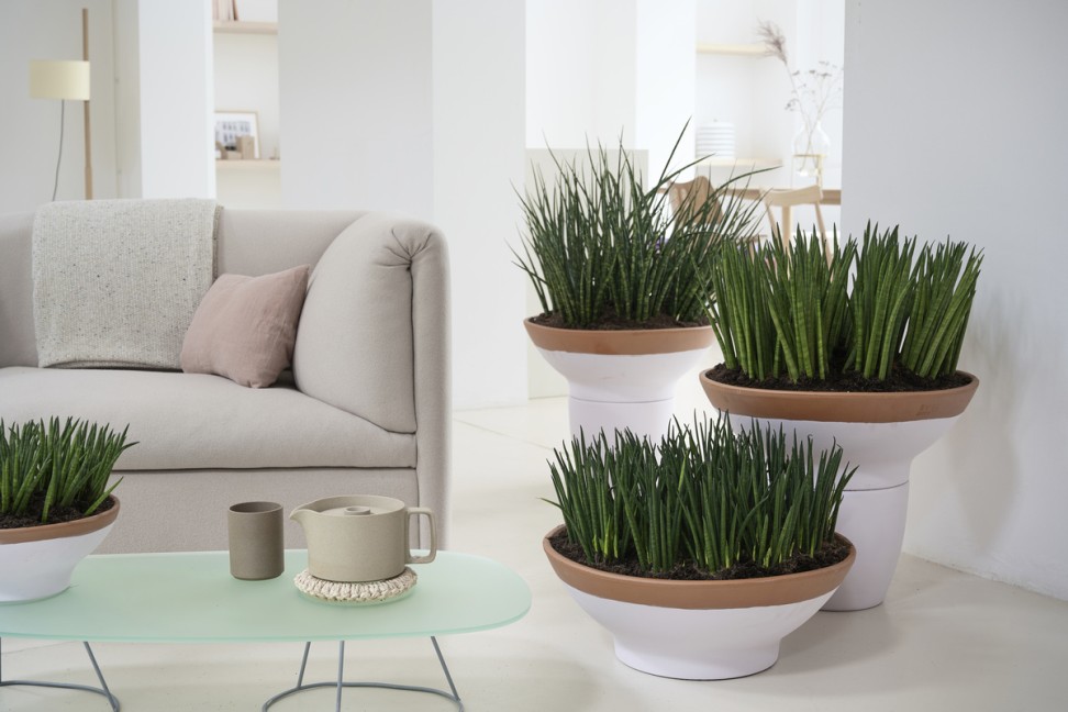 sansevieria2