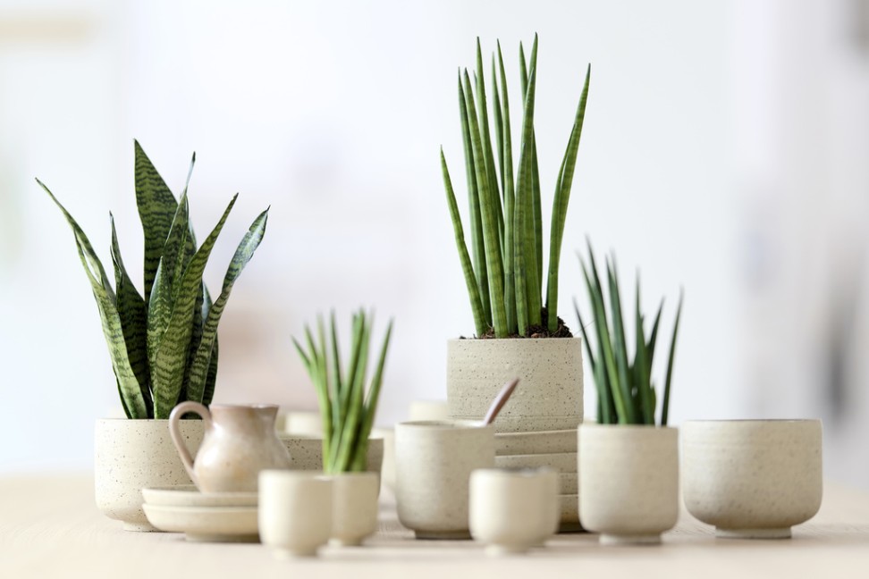 sansevieria3
