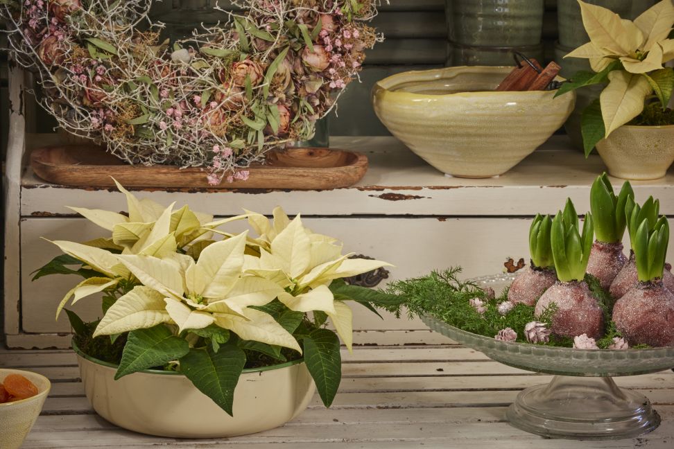 poinsettia 2023 clanok2