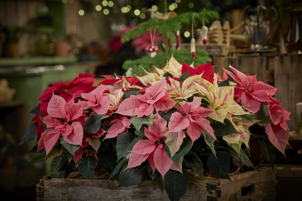 poinsettia 2023 uvod