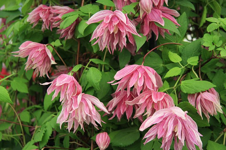 clematis macropetala