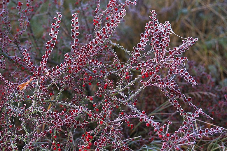 cotoneaster 2017