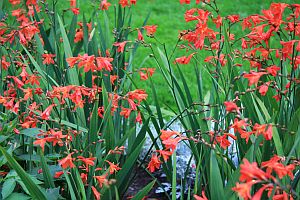 crocosmie