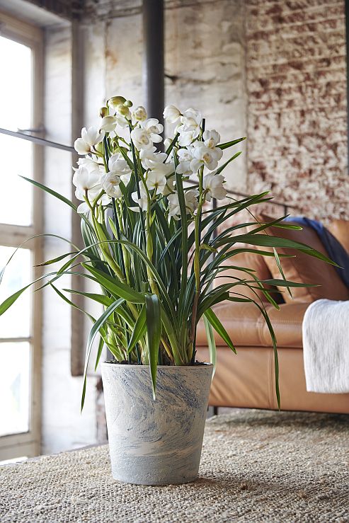 cymbidium2