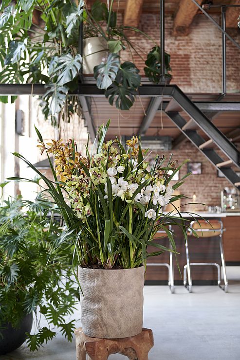 cymbidium3