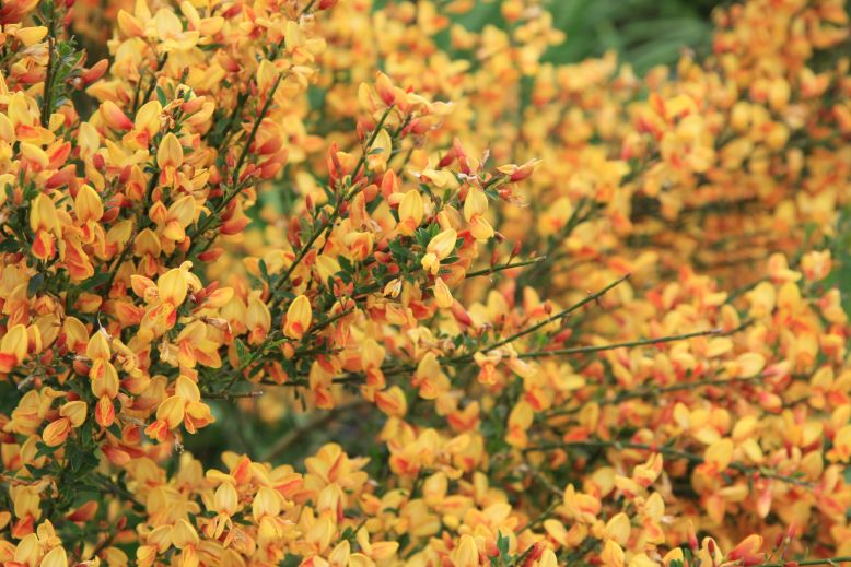 cytisus