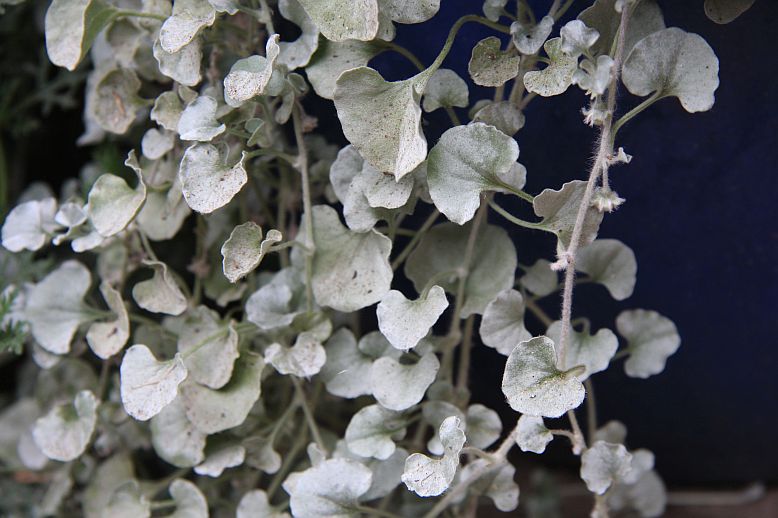 dichondra