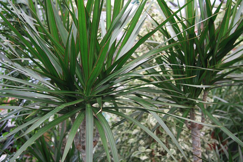 dracena zaciatoc