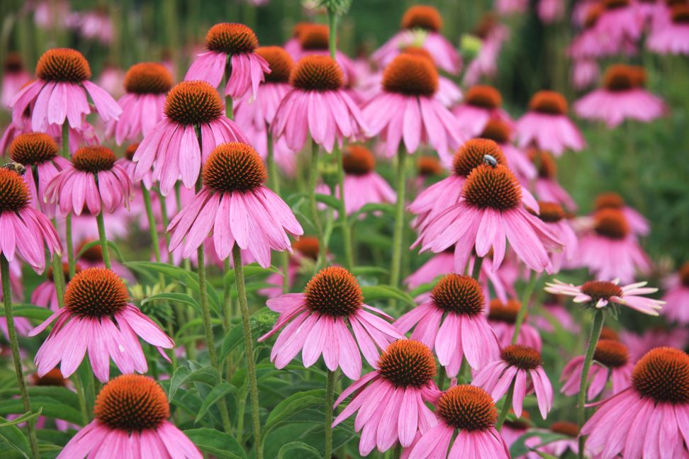 echinacea3