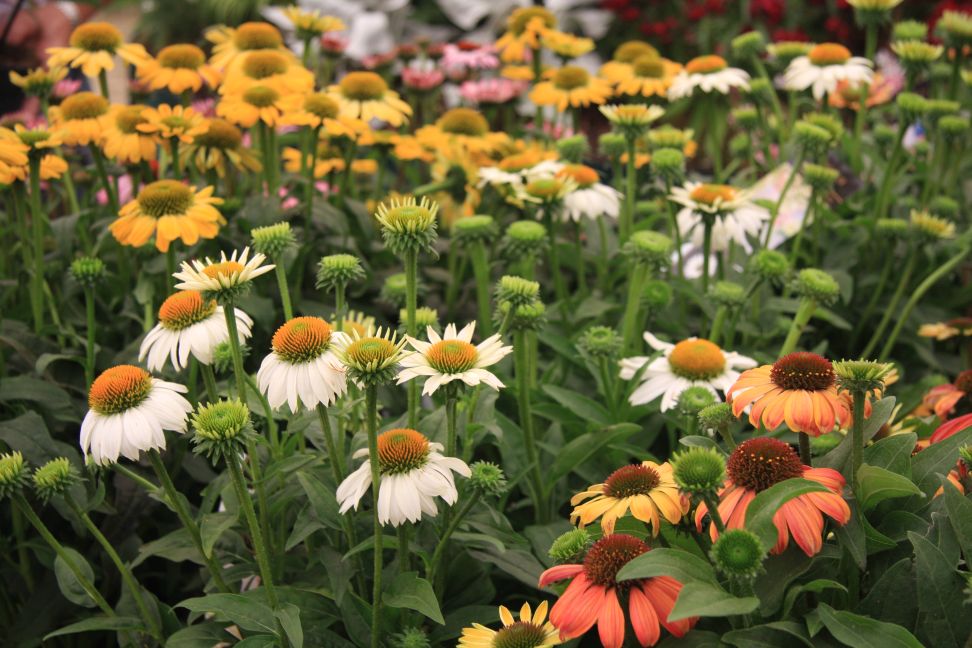 echinacea4