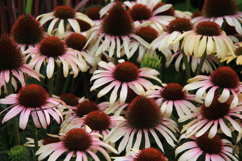 echinacea5