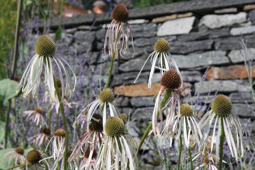 echinacea palida
