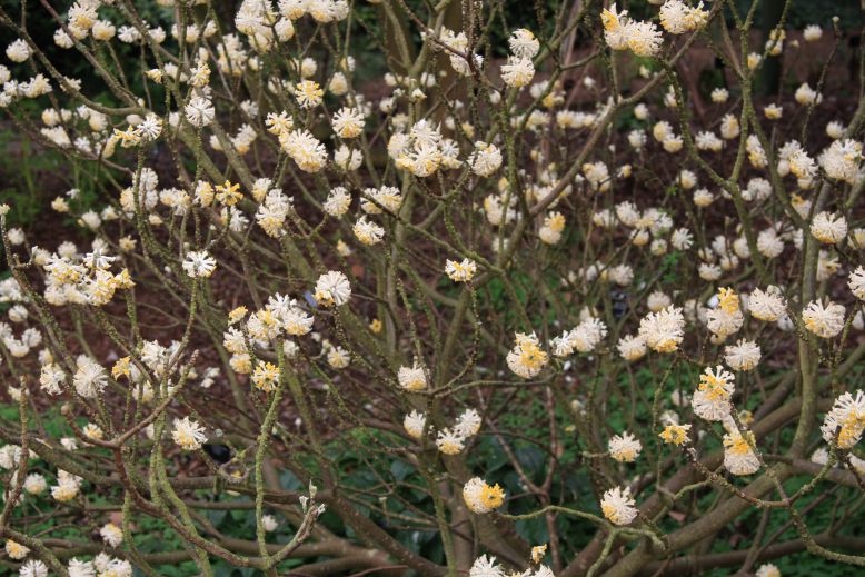 edgevortia v