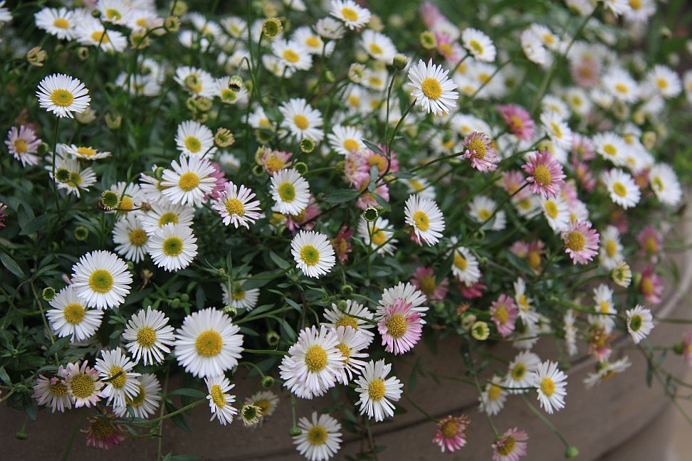 erigeron karvanskianus